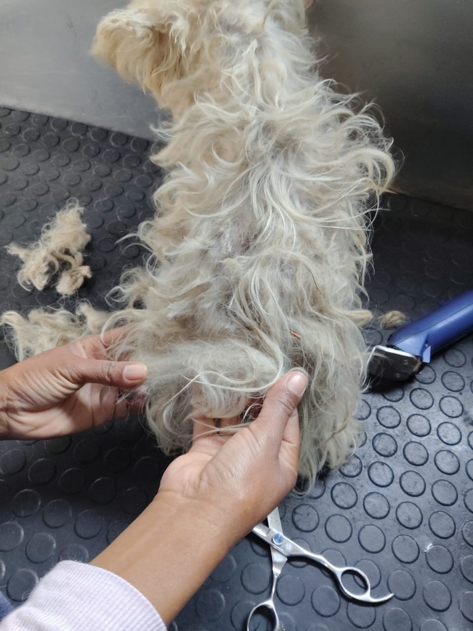 Dog before grooming, mid-bath